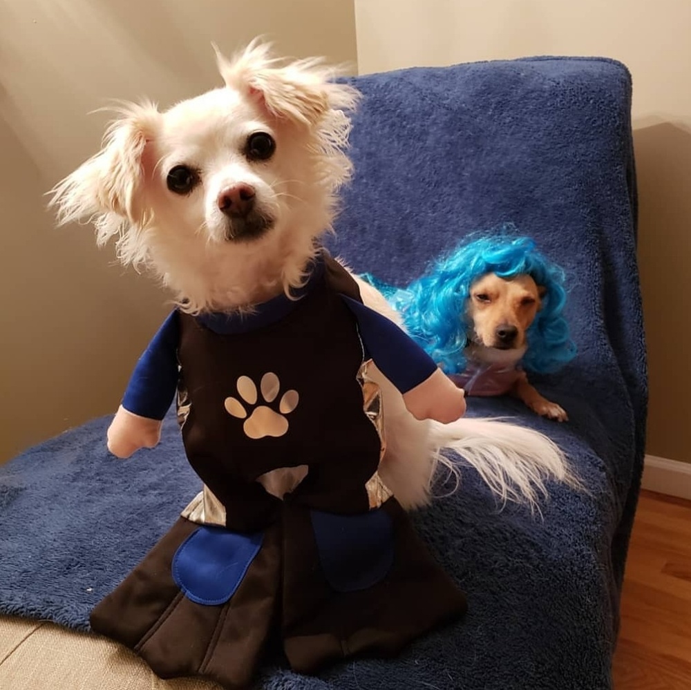 Scuba diver dog costume